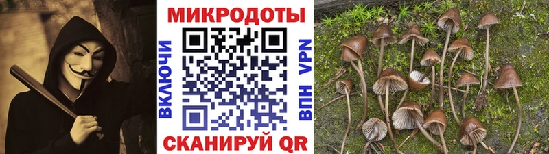 где купить Весьегонск Псилоцибиновые грибы MAGIC MUSHROOMS
